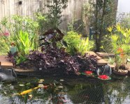 sweet potato in the bog.JPG