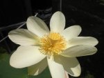 5-6-12 008.JPG