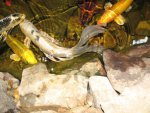 pond 061.JPG pond 061.JPG