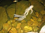 pond 071.JPG