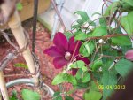 Red Clematis.JPG
