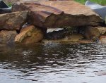 Bullfrog ... May 1 2012.JPG Bullfrog ... May 1 2012.JPG