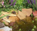 Wally... the waterfall bullfrog.JPG Wally... the waterfall bullfrog.JPG