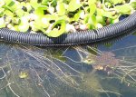 Two frogs in goldfish pond.JPG Two frogs in goldfish pond.JPG