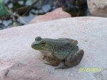 2 inch frog.JPG 2 inch frog.JPG