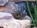 Bullfrog.JPG Bullfrog.JPG