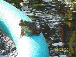 Closeup of frog on flower ring.JPG Closeup of frog on flower ring.JPG