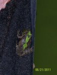 Cool frog Pattern 1.JPG Cool frog Pattern 1.JPG