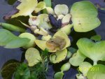 croaking frog and black frog on hyacinth.JPG