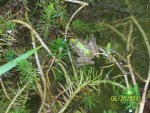 Frog 2.JPG Frog 2.JPG