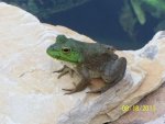 Young bullfrog .. again.JPG Young bullfrog .. again.JPG