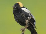 Bobolink-Vyn_060513_0010.jpg