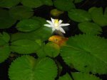 pond 007.JPG pond 007.JPG