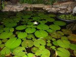 pond 003.JPG pond 003.JPG