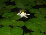 pond 005.JPG pond 005.JPG