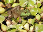 Pretty frog on lilies.JPG