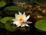 The lily and the fly by JenH.jpg The lily and the fly by JenH.jpg