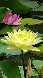 Water Lilies.jpg