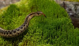 Garder snake (1 of 1).jpg