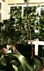 Rhizophora mangle.jpg