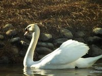 Swan at the pond.jpg