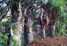 cypress wood_04.JPG