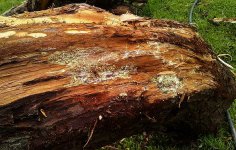 cypress wood_07.JPG
