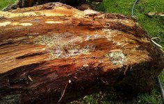 cypress wood_07.JPG