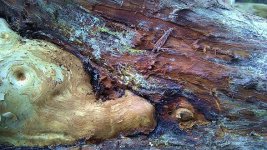 cypress wood_09.JPG