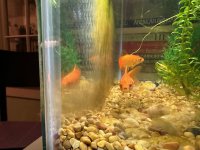 fish4.jpg