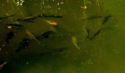 peces_030423_08.JPG