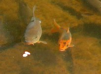 peces_060423_09.JPG