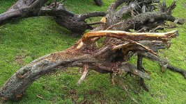 cypress wood_05.JPG