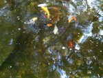 Fish2.JPG