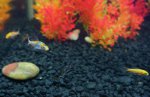baby koi 2012 014.JPG