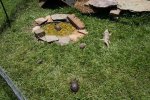 baby koi and turtles 004.JPG