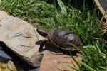 baby koi and turtles 016.JPG