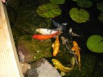 pond 027.JPG