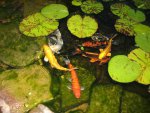 pond 023.JPG