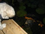 pond 028.JPG