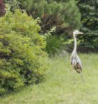 Great Blue Heron.JPG