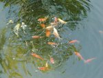 allfish.JPG