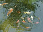 allfish2.JPG