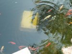 allfish4.JPG