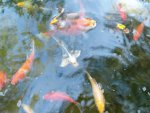allfish6.JPG