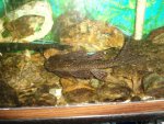 pleco.JPG