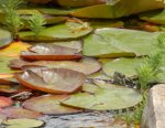 Big painted turtle.JPG