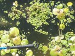 pee house pond 2012 037.JPG