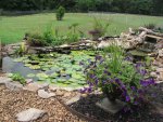 pond 019.JPG