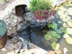 pond 021.JPG